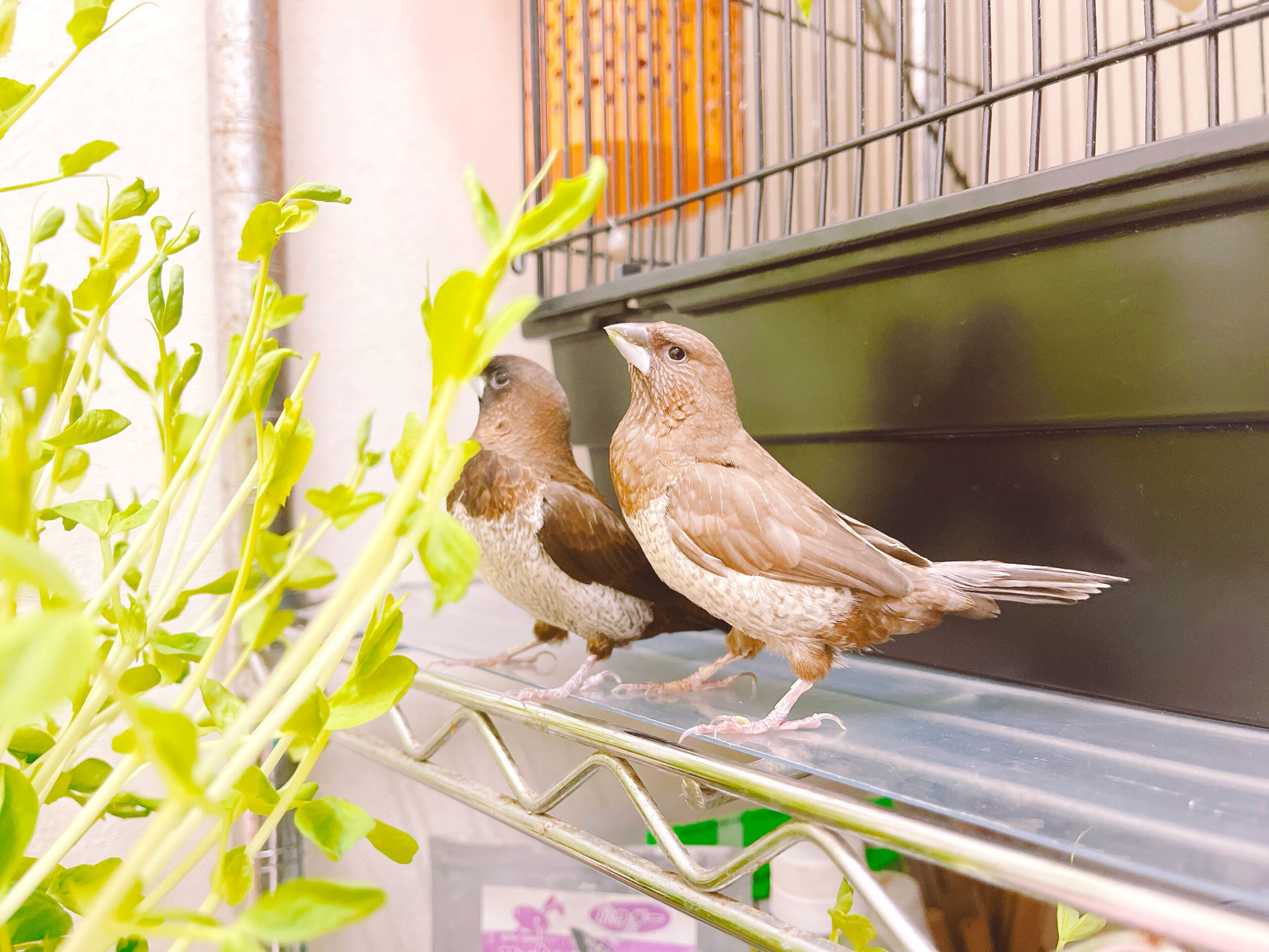 あず小鳥の診療所