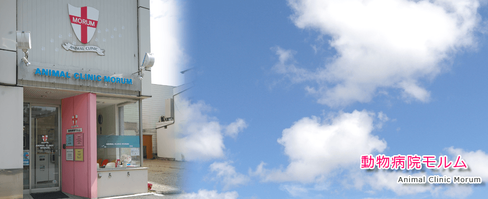 動物病院モルム