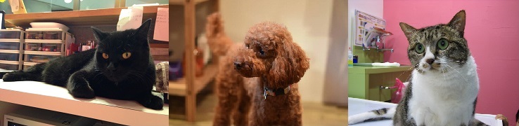 さがみの動物病院