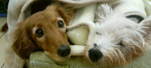 マイルドポケット