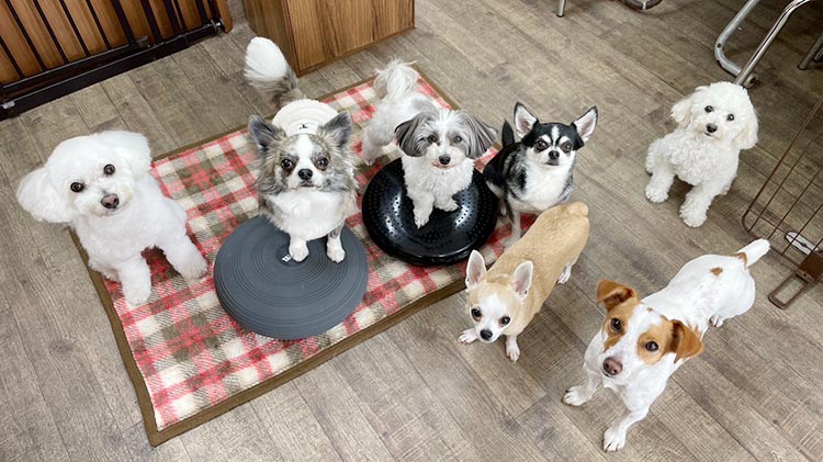 プレイボゥ 向ヶ丘遊園店（ドッグホテル・犬のトレーニング）