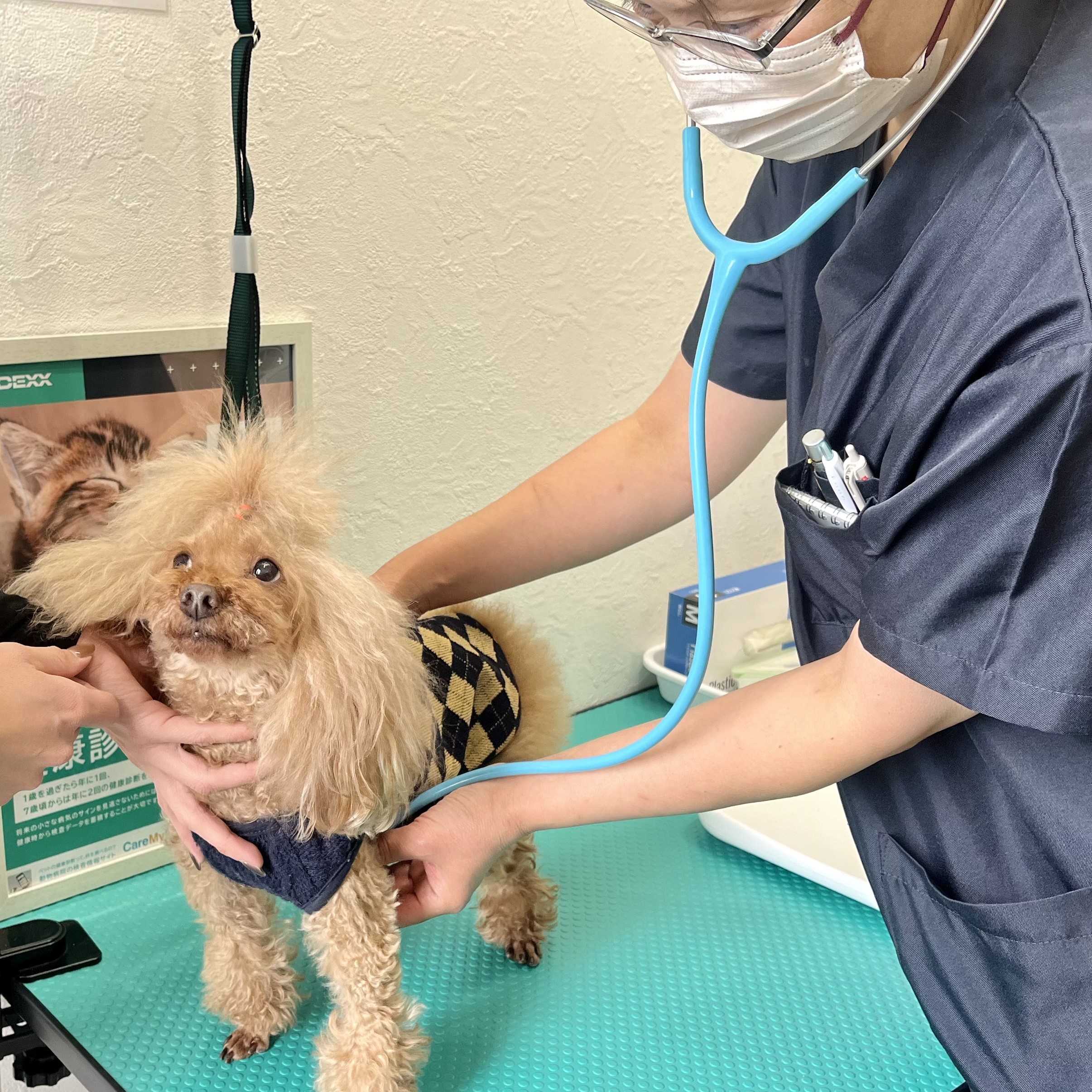 往診ペットクリニック・ルルコ