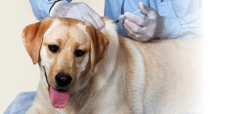 やじま動物病院