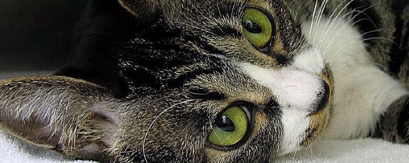 サムクリニック