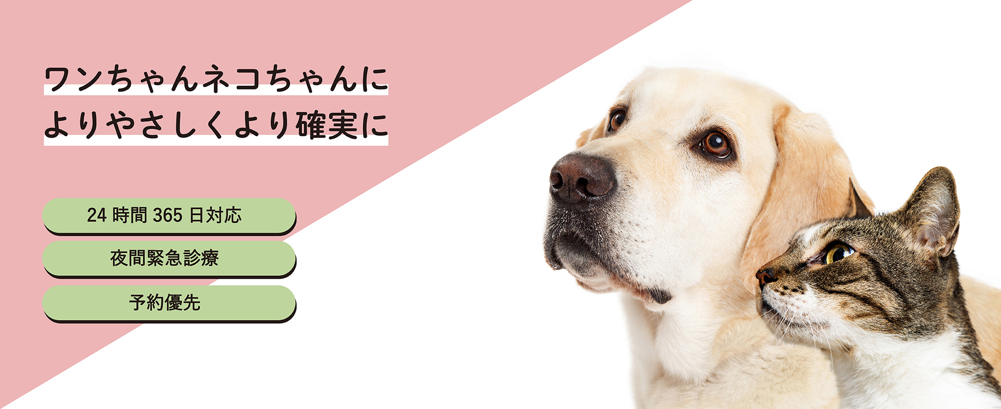 グラース猫の病院