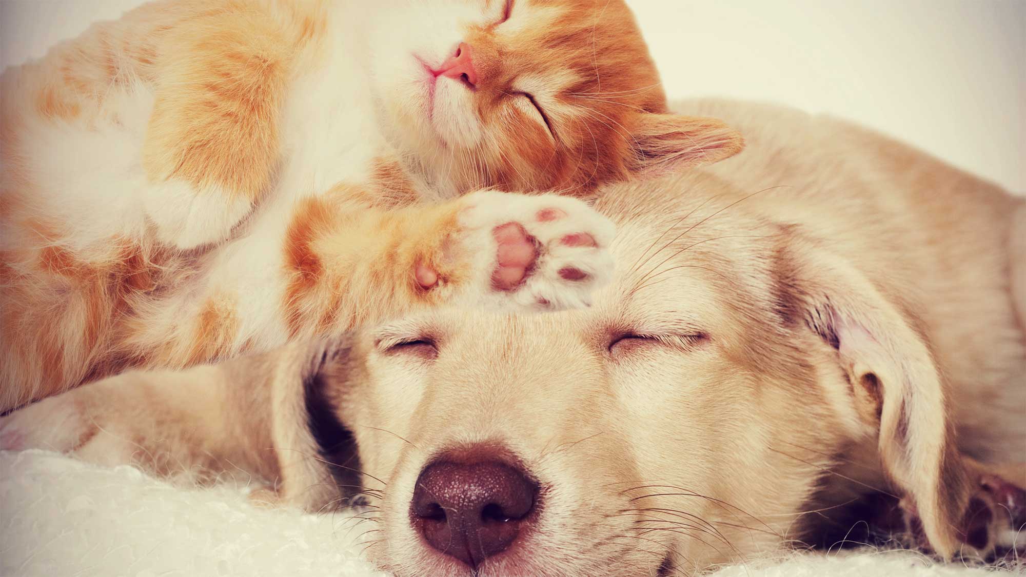 かもめ動物クリニック