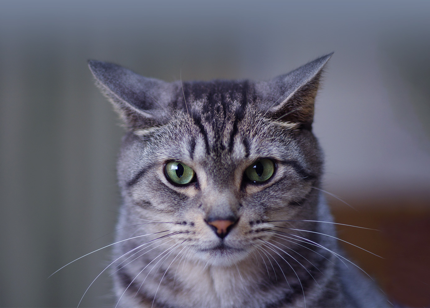 あいち動物眼科