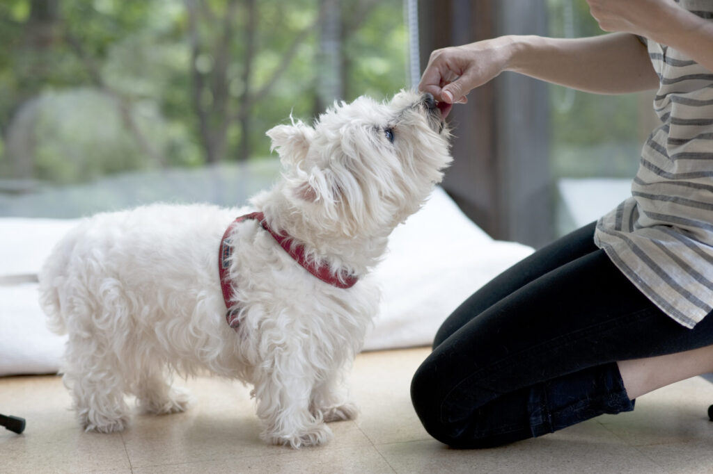 ペットメディカルセンター