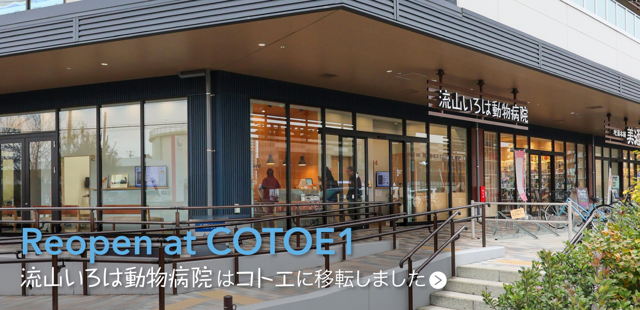 流山いろは動物病院