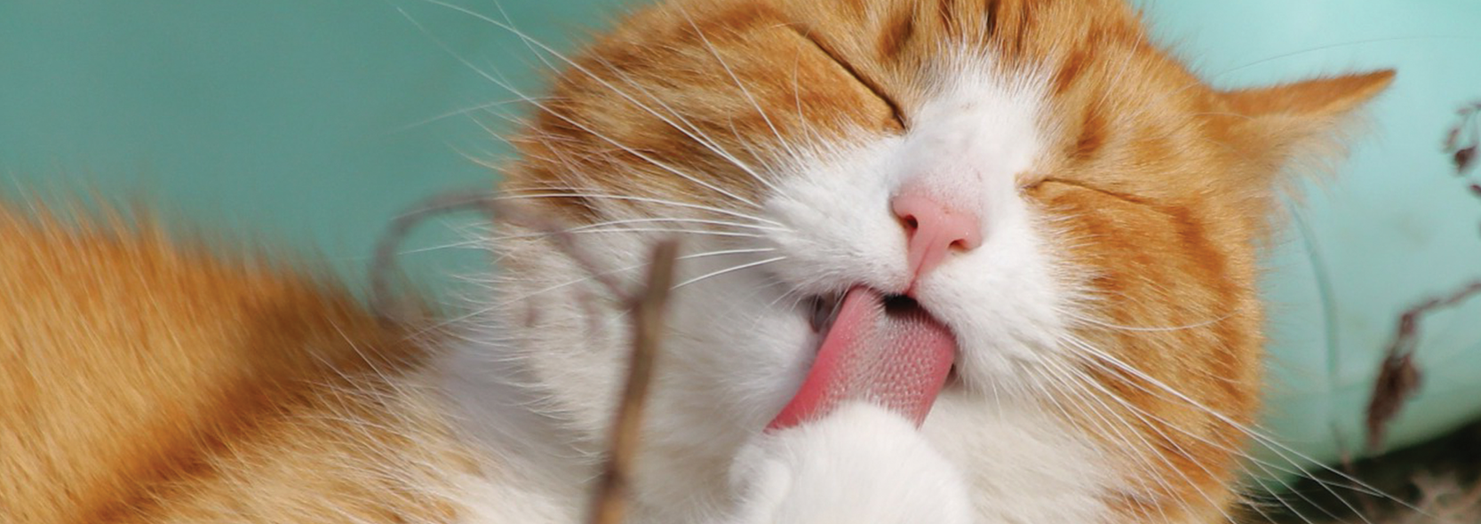 ひかり動物病院