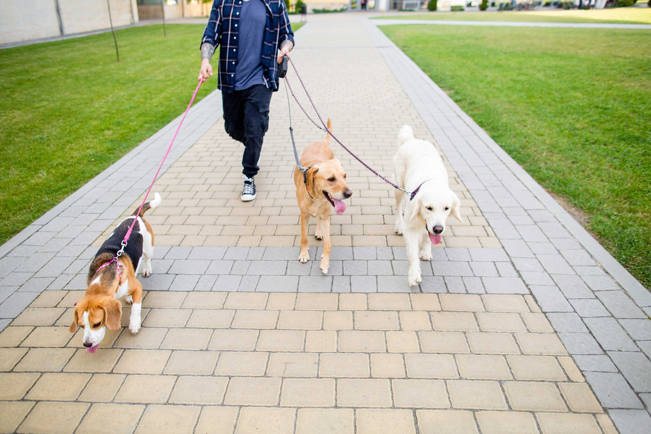 こすみ動物病院