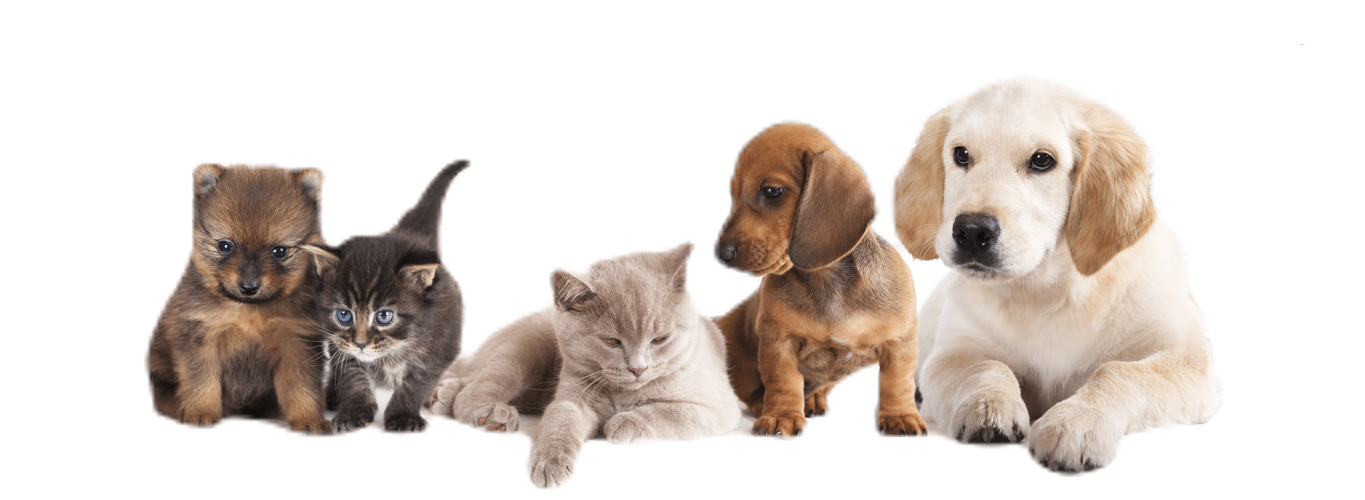 アンソニー動物病院