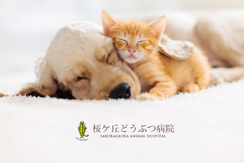 桜ヶ丘どうぶつ病院