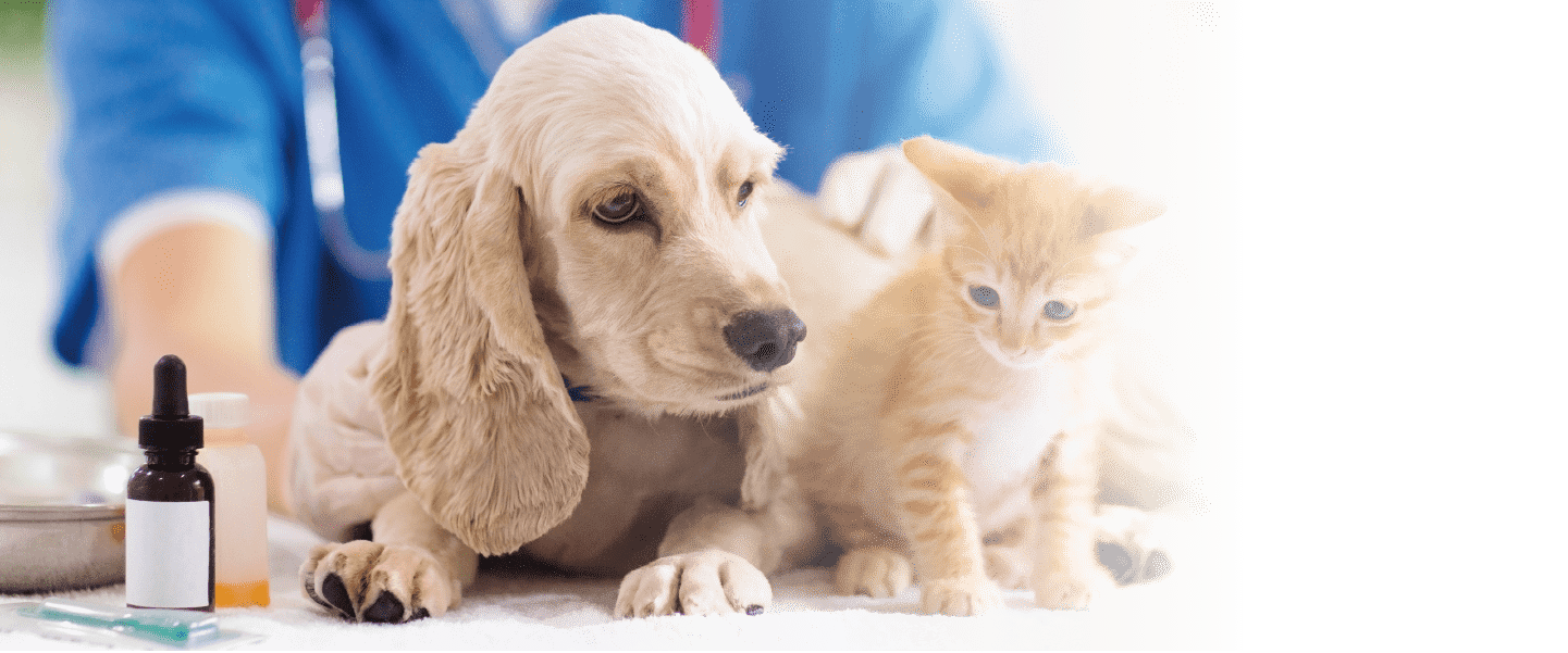 みやけ動物病院