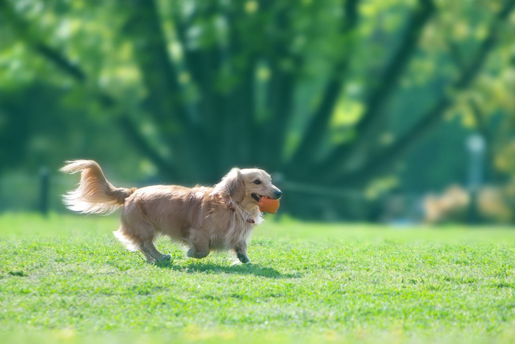 富里どうぶつ病院