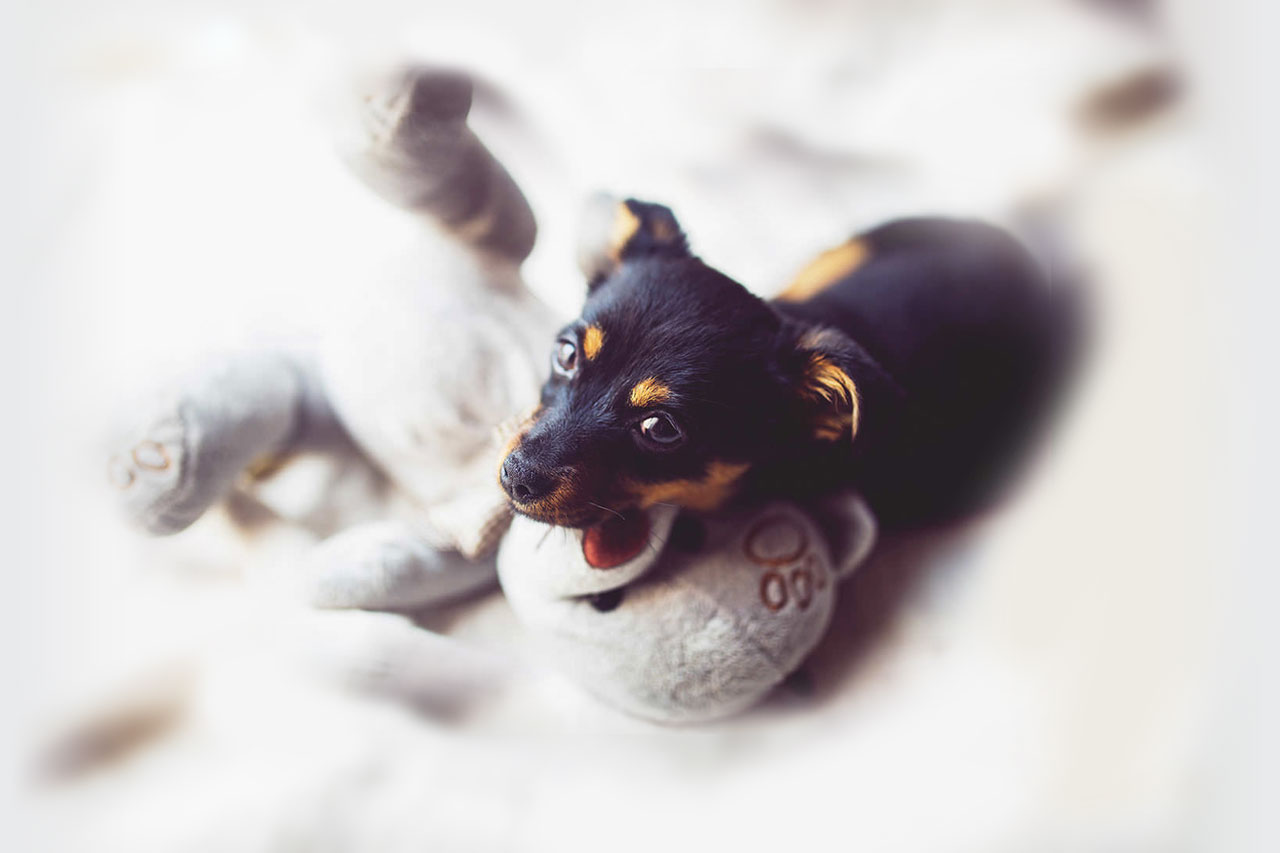 千里桃山台動物病院