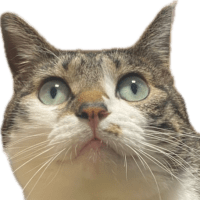 菊水小さな動物病院