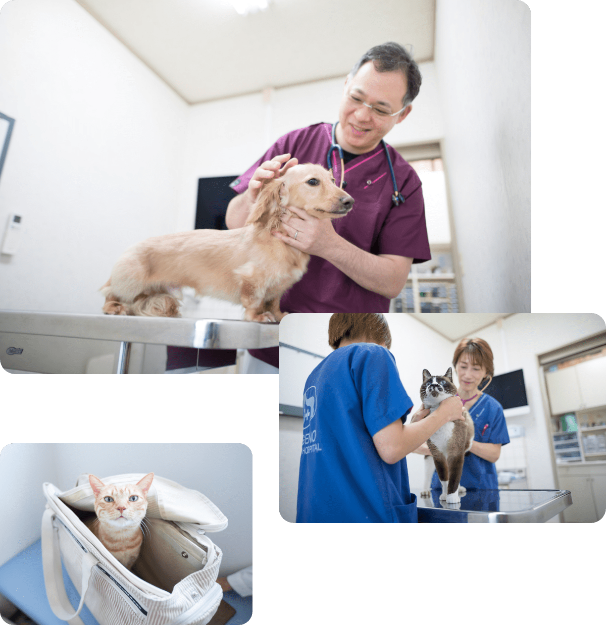 すげの動物病院