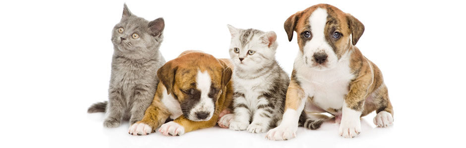 アビス動物病院