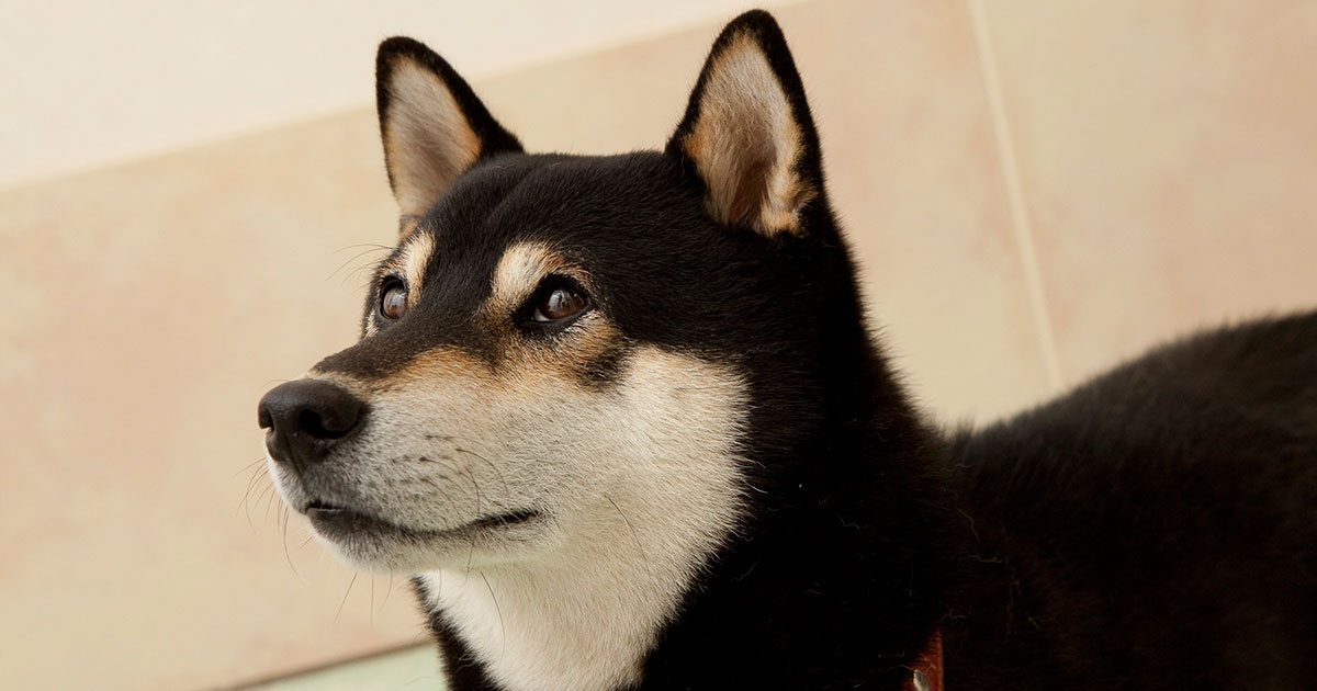 にしやま動物病院