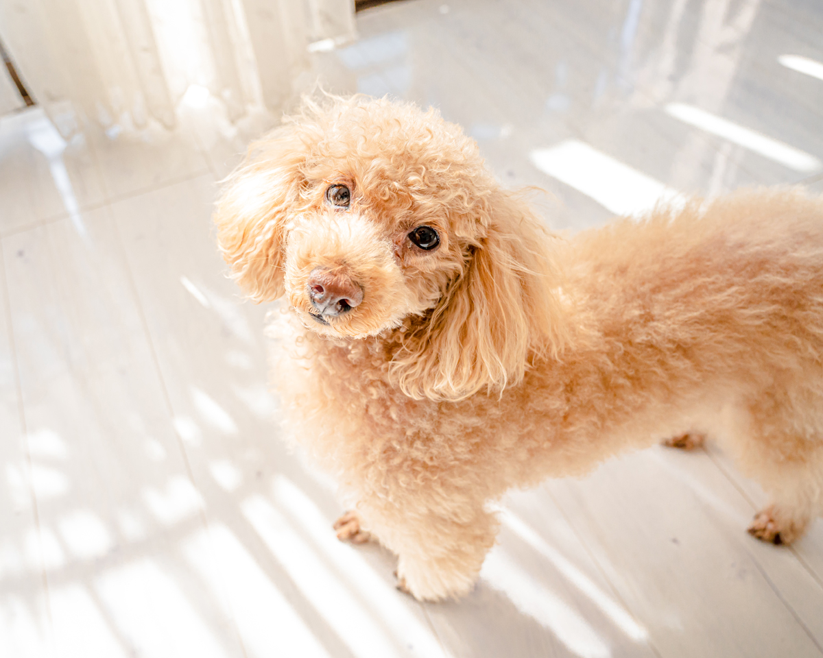 東千葉いこい動物病院