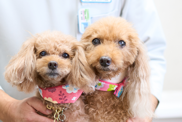 千城台動物病院