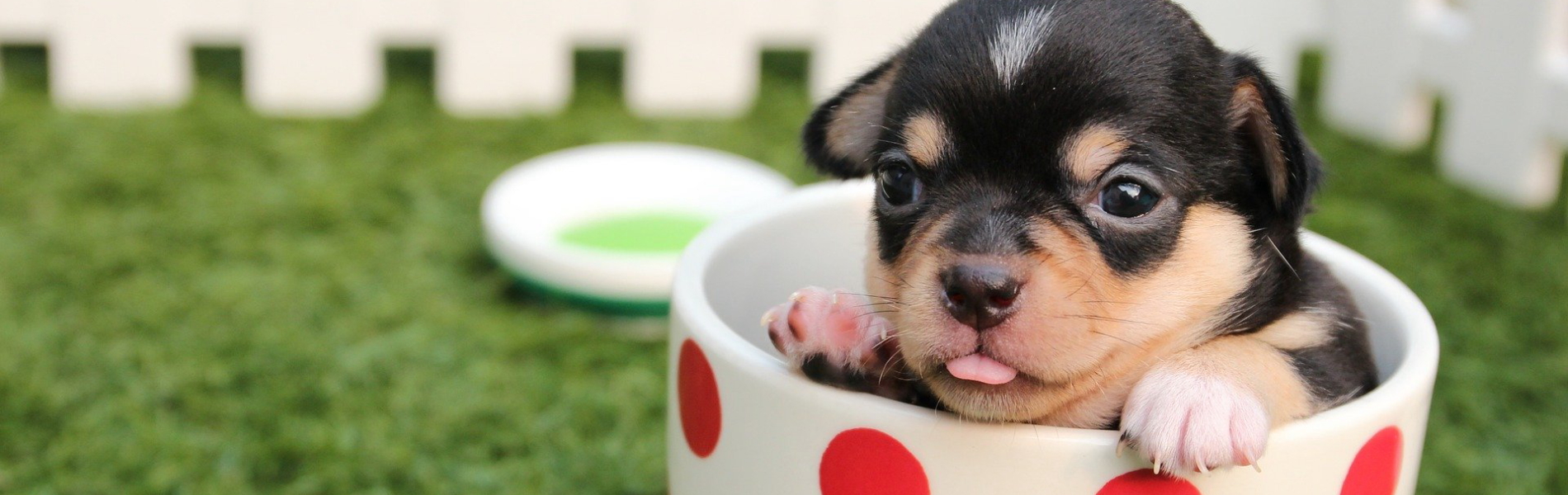 よつば動物病院