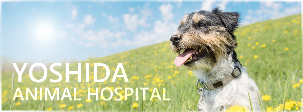 ヨシダ動物病院