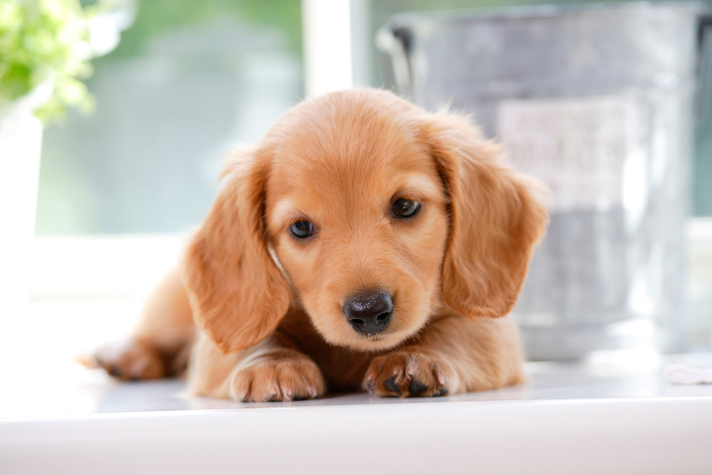 高坂どうぶつ病院