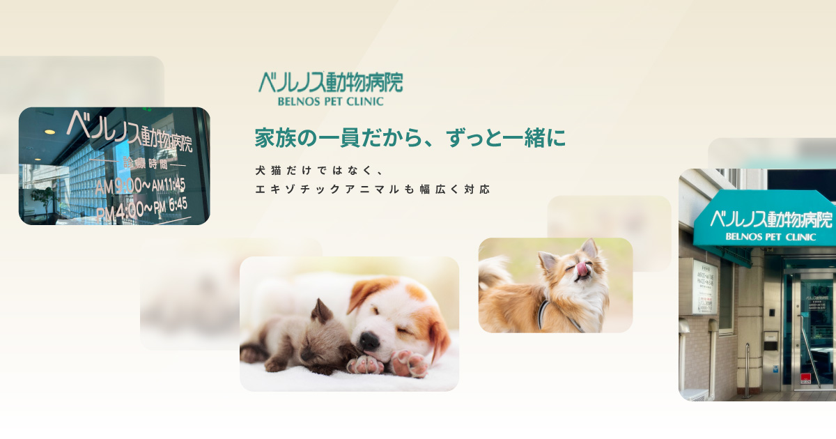 ベルノス動物病院