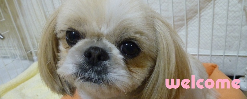 ドッグサロン　スイッチ