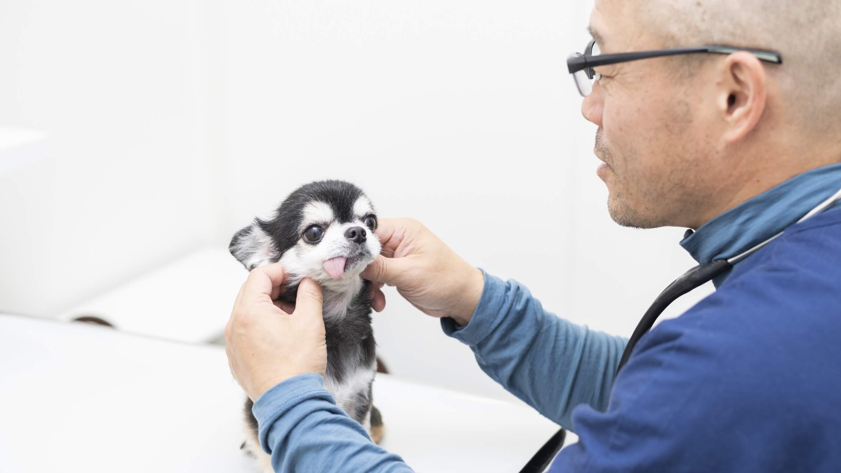 金沢クラーク動物病院
