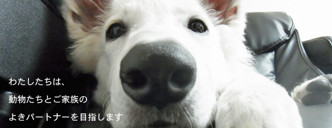 ふじみ野動物病院