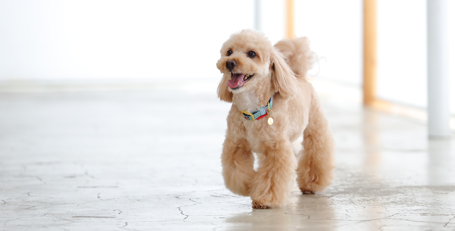 エビス動物病院