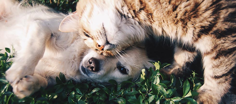 さくらんぼ動物病院