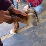 つくばレースホースクリニック