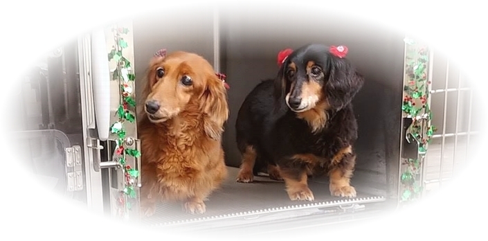 ななお動物病院