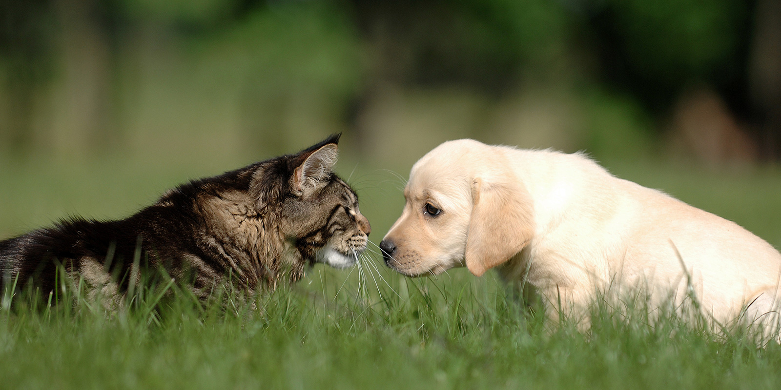 すぎなみの森動物病院