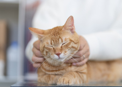 ごとう動物病院