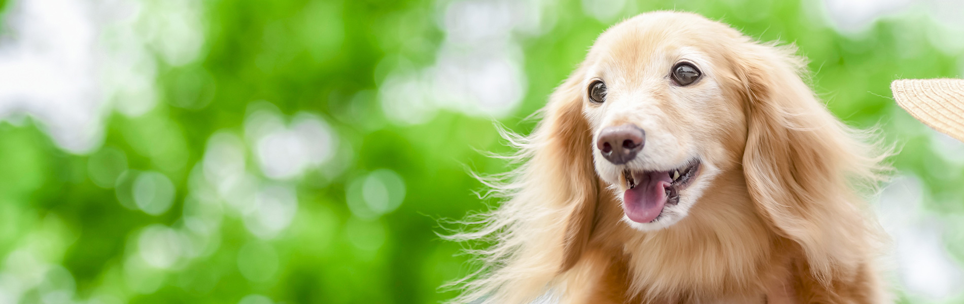 タカハシ動物病院
