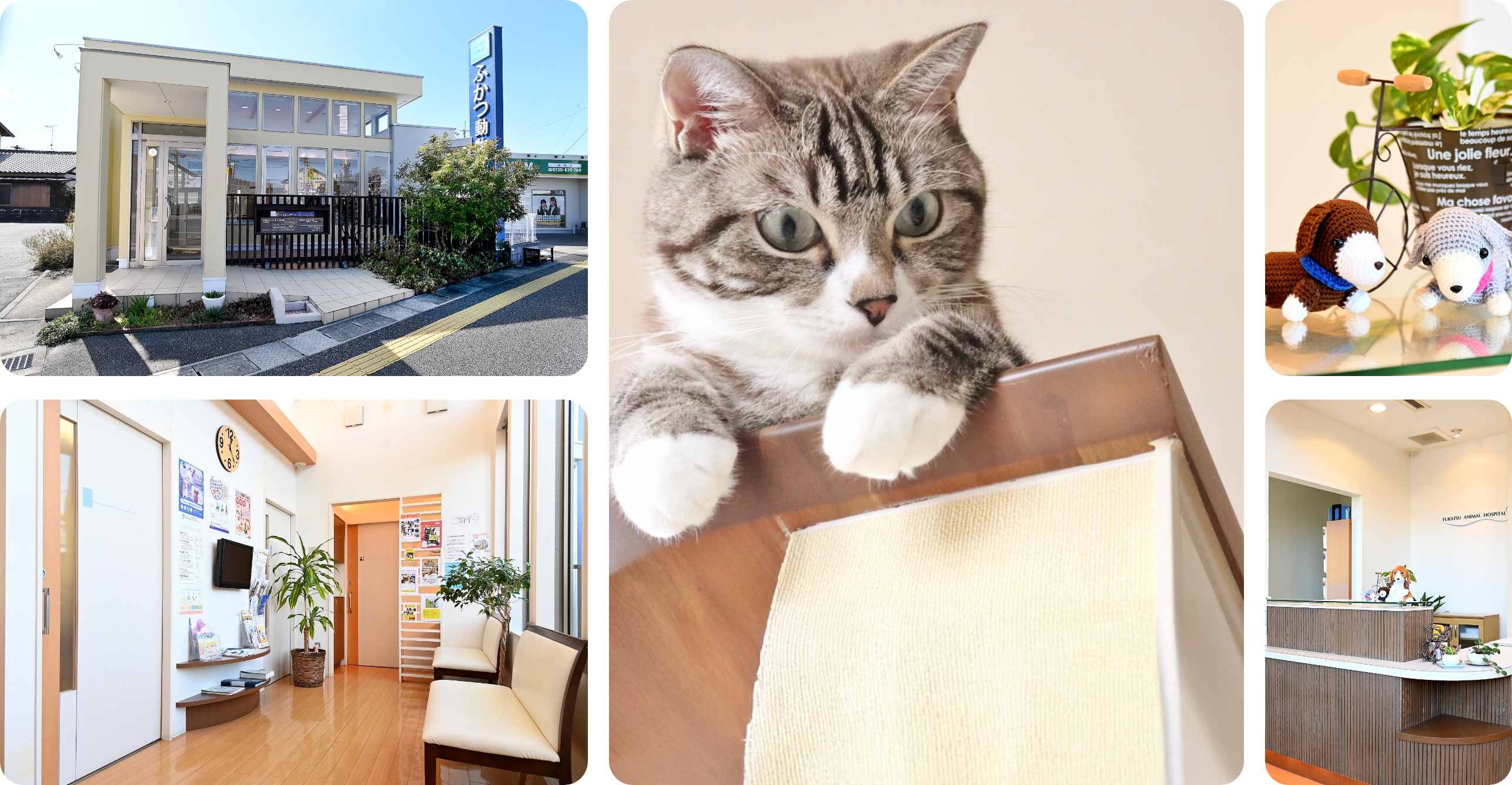 ふかつ動物病院