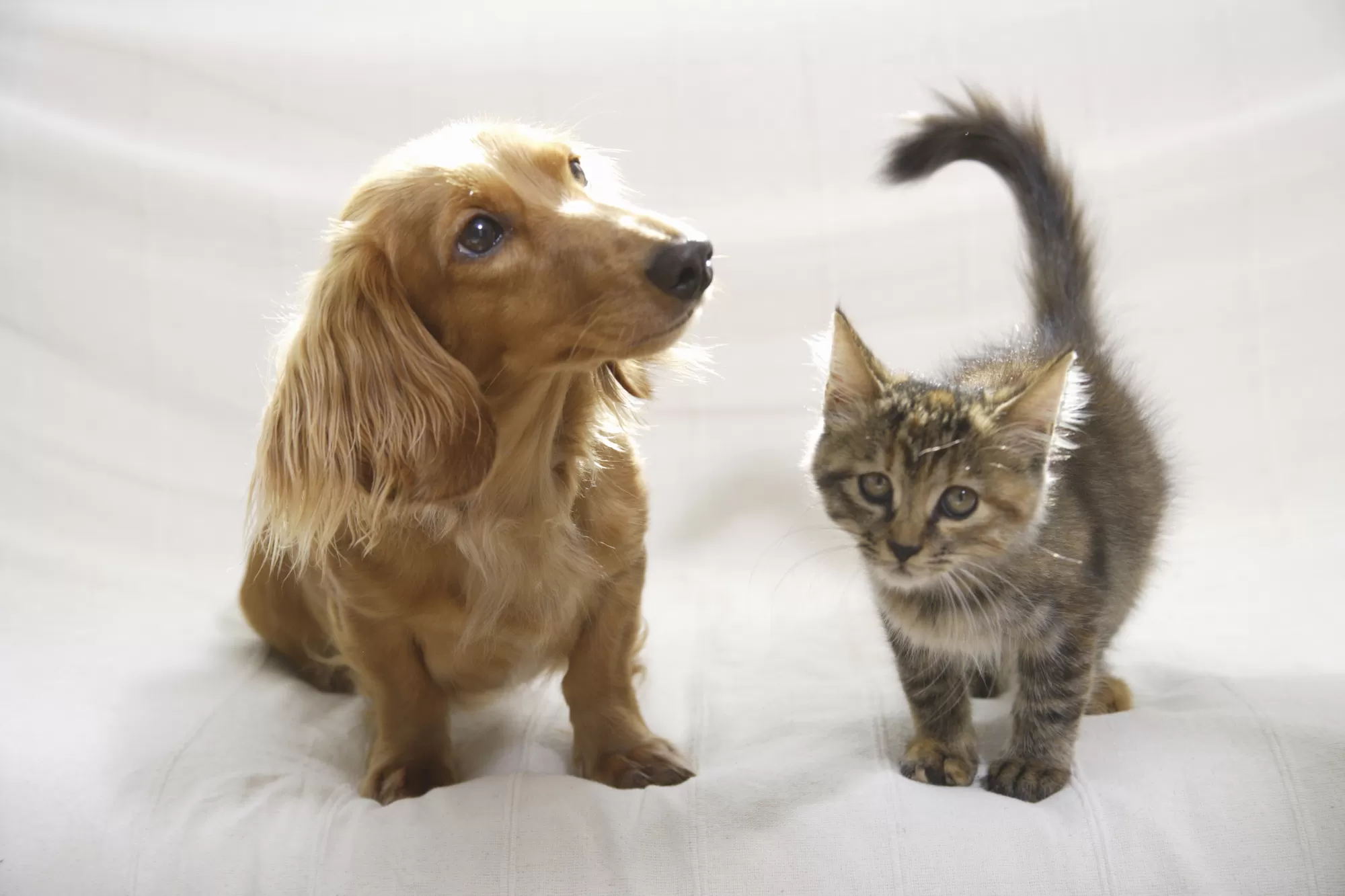 富士見台どうぶつ病院