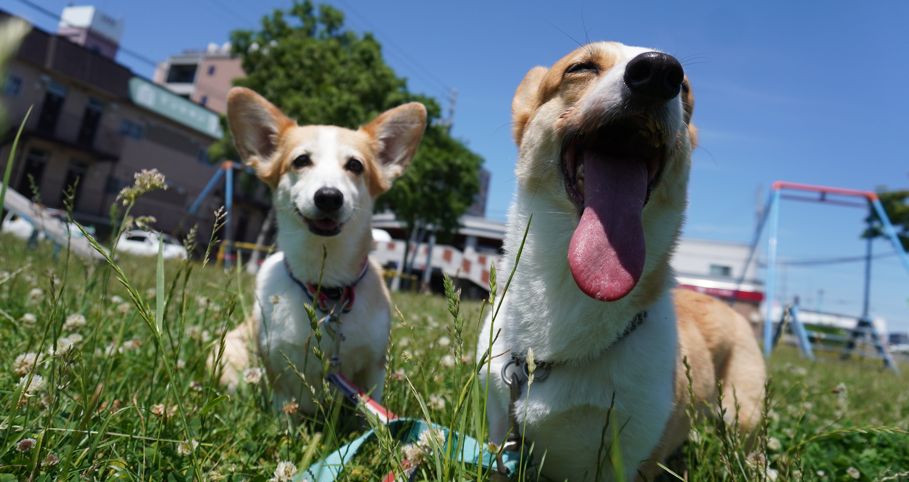 リバティ・アイランド