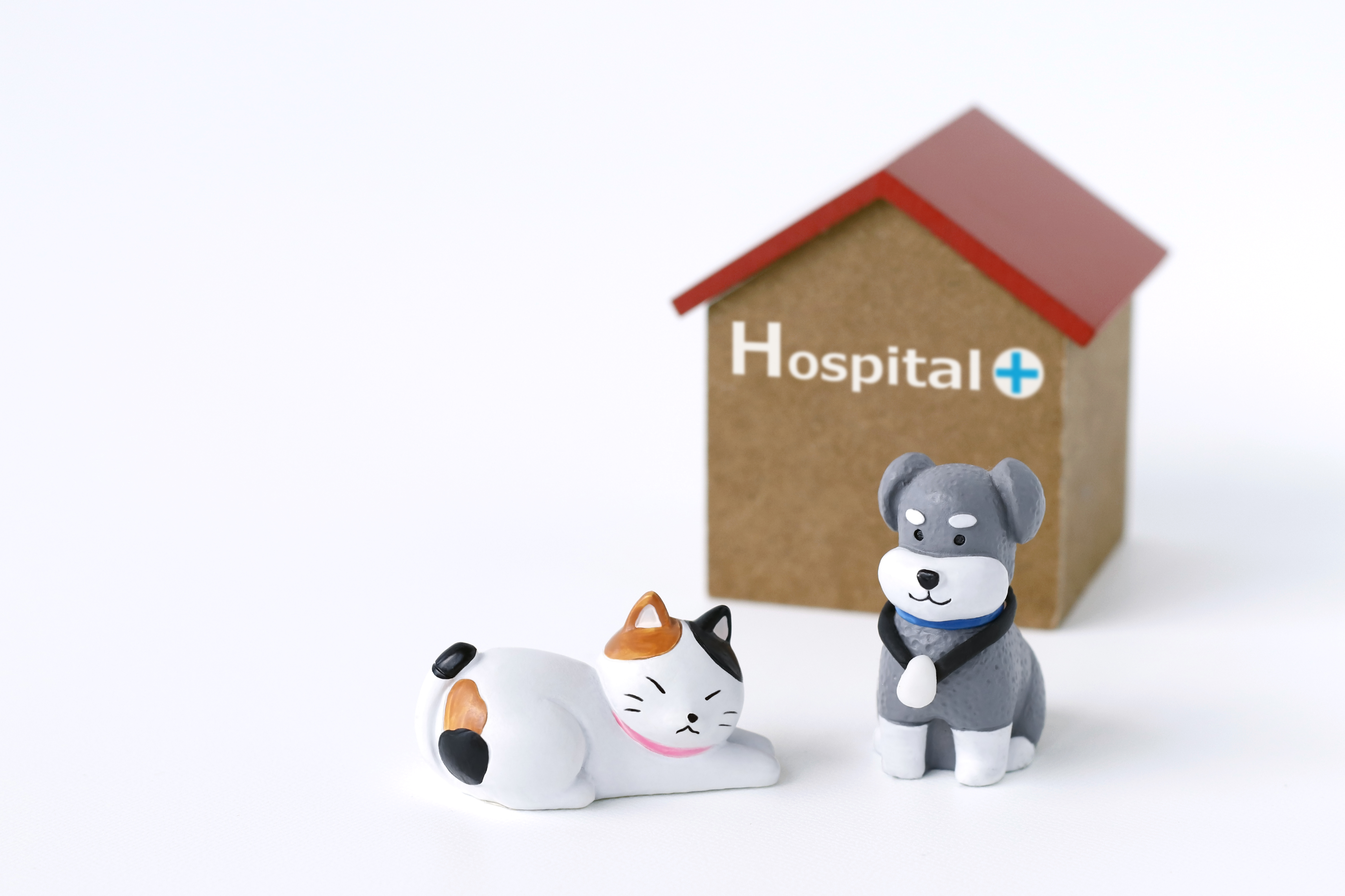 かみむら動物病院