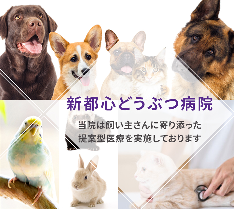 新都心どうぶつ病院