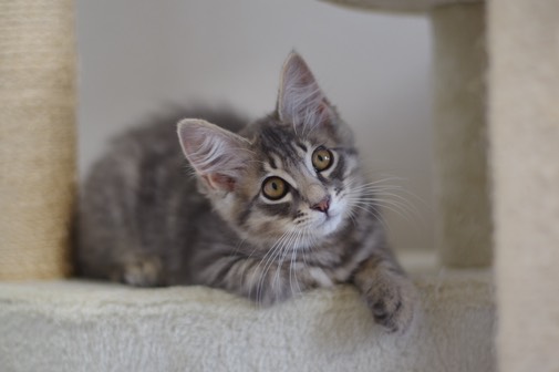 たちかわ動物病院