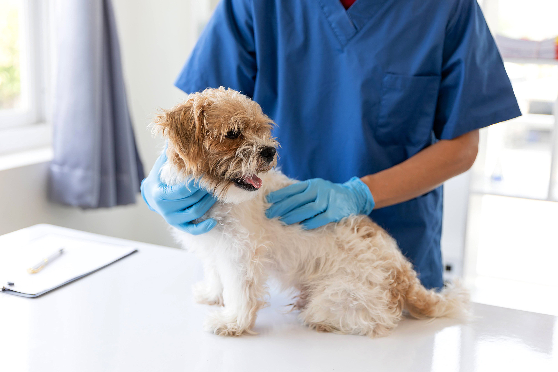 ソマリ犬猫病院