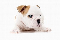 そとぼう動物病院