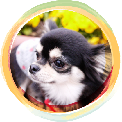 こくたいちょう動物病院