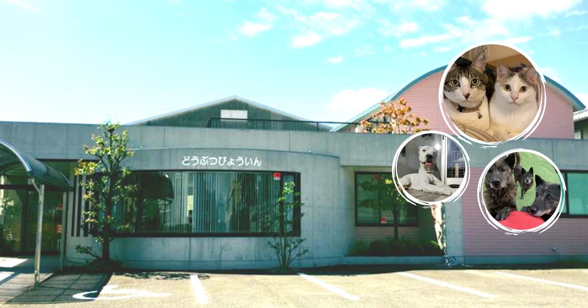 くまがい動物病院